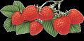 fruit (17)